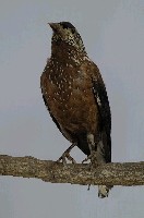 星鴉藏品圖，第9張